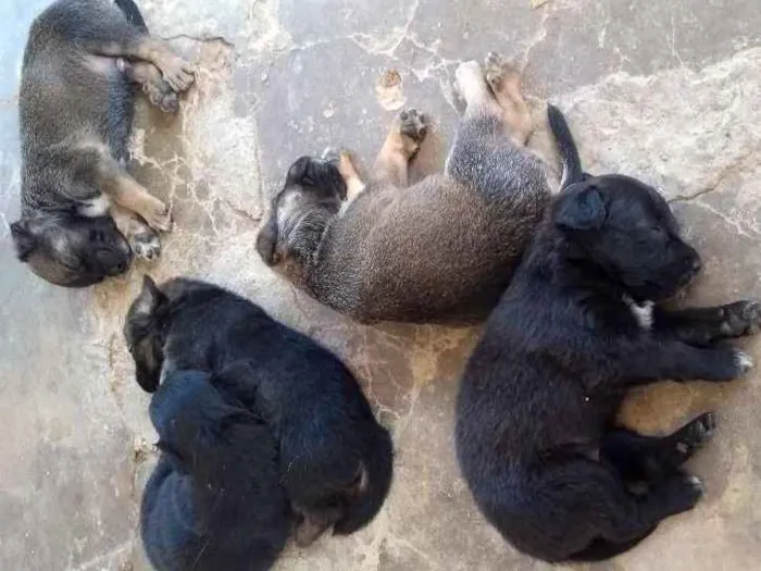 Cachorro ra a Srd idade Abaixo de 2 meses nome Filhotes