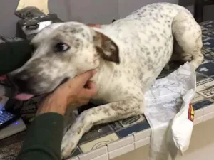 Cachorro raça SRD idade 3 anos nome Pingo