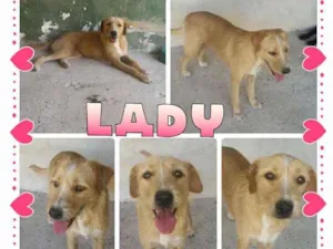 Cachorro raça SRD idade 1 ano nome LADY!!!