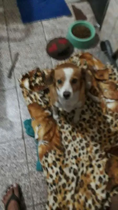 Cachorro ra a SRD idade 4 anos nome Menina