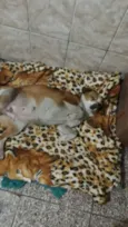 Menina