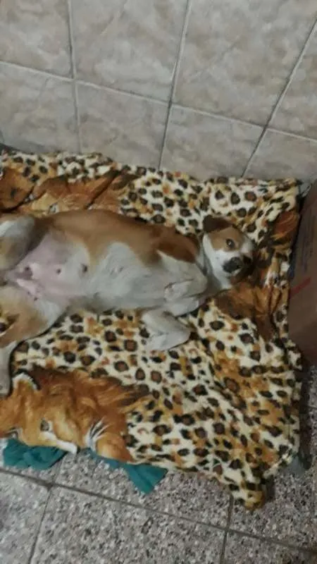 Cachorro ra a SRD idade 4 anos nome Menina
