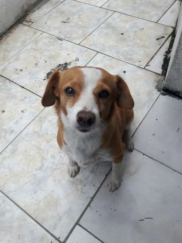 Cachorro ra a SRD idade 4 anos nome Menina