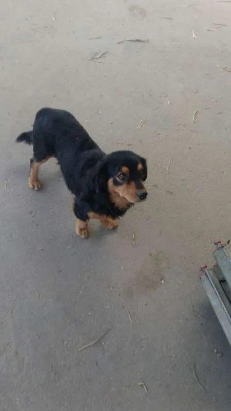 Cachorro ra a SRD idade 2 anos nome Maradona