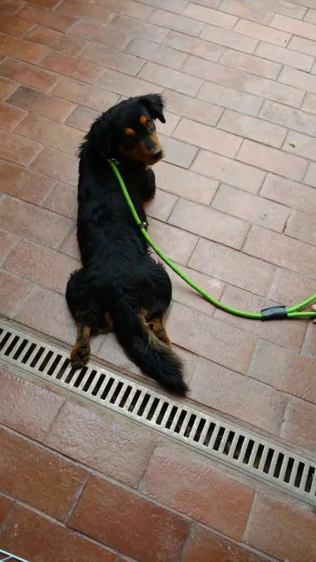 Cachorro ra a SRD idade 2 anos nome Maradona