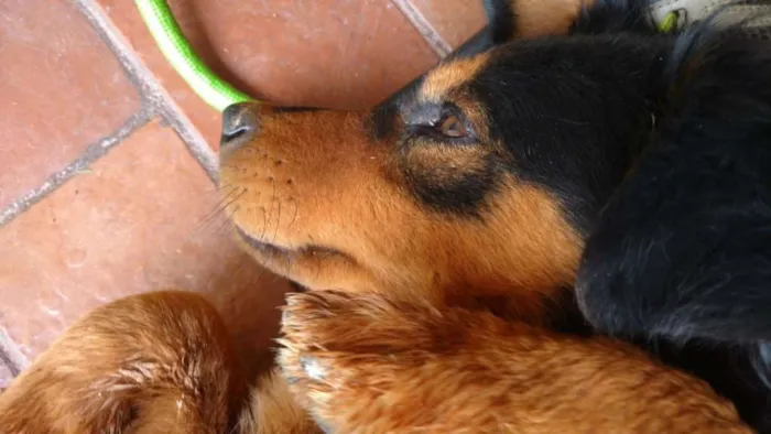 Cachorro ra a SRD idade 2 anos nome Maradona