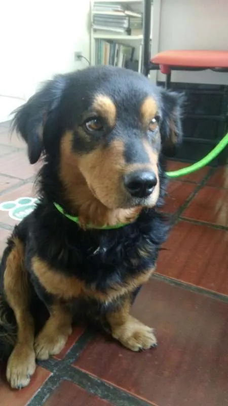 Cachorro ra a SRD idade 2 anos nome Maradona