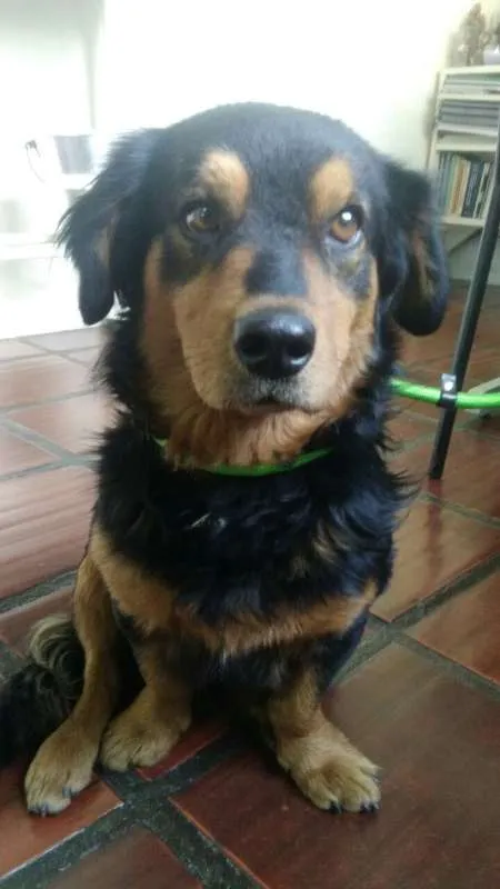Cachorro ra a SRD idade 2 anos nome Maradona