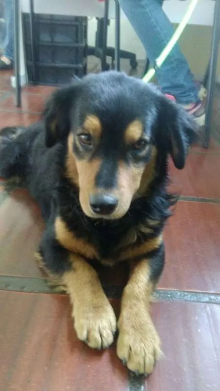 Cachorro ra a SRD idade 2 anos nome Maradona