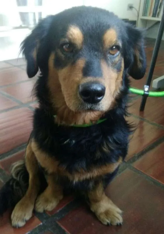 Cachorro ra a SRD idade 2 anos nome Maradona