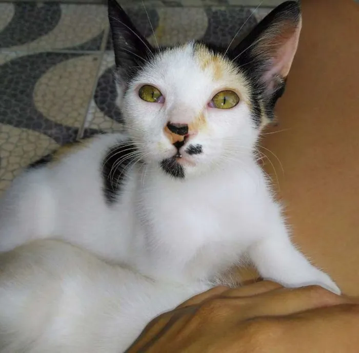 Gato ra a Siamês  idade 2 a 6 meses nome Se nomes 