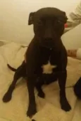 Kali