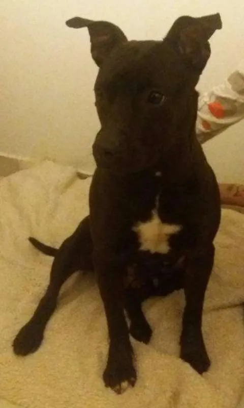 Cachorro ra a American Staff. Terrier idade 3 anos nome Kali
