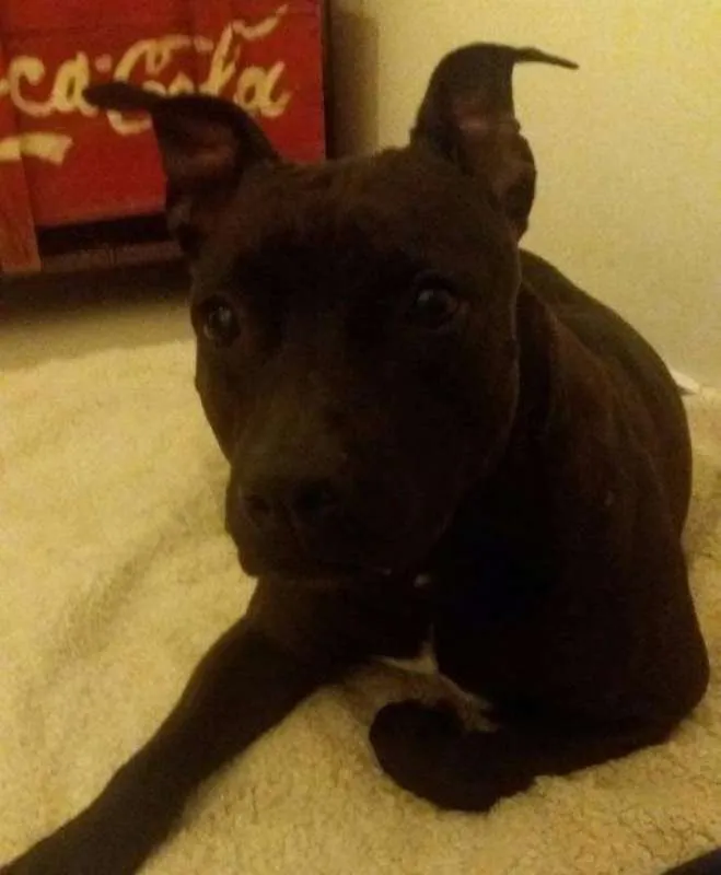 Cachorro ra a American Staff. Terrier idade 3 anos nome Kali