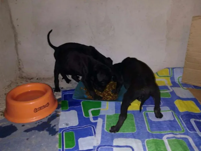 Cachorro ra a Indefinisa idade Abaixo de 2 meses nome ....