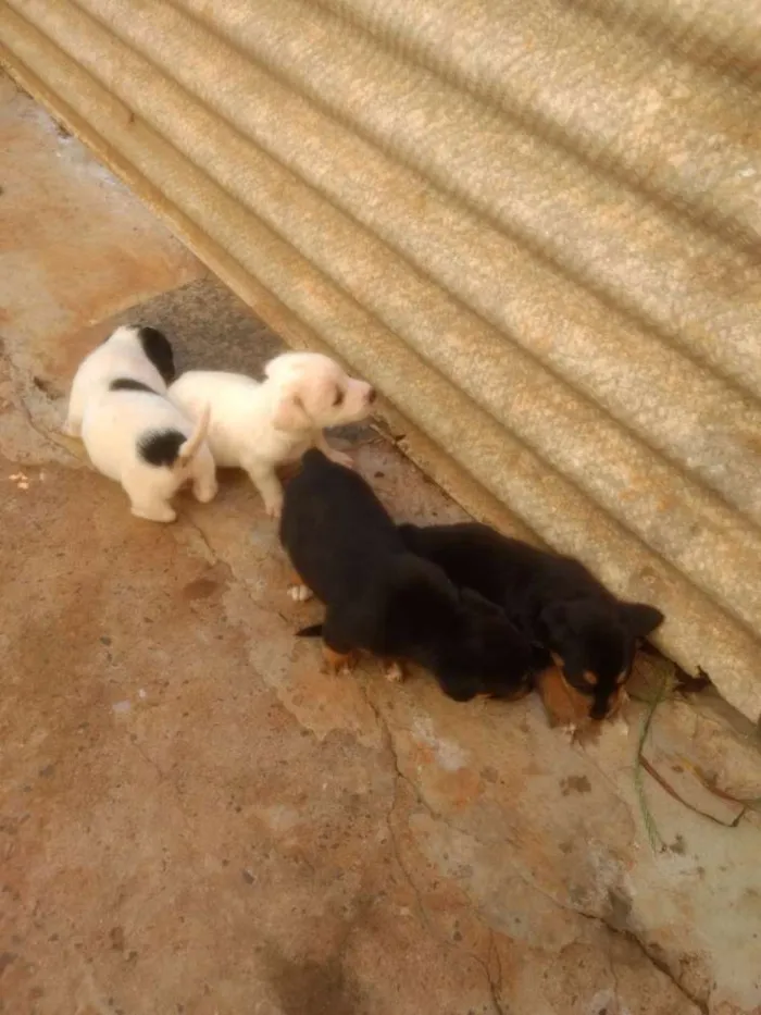 Cachorro raça  idade 2 a 6 meses nome Filhotes