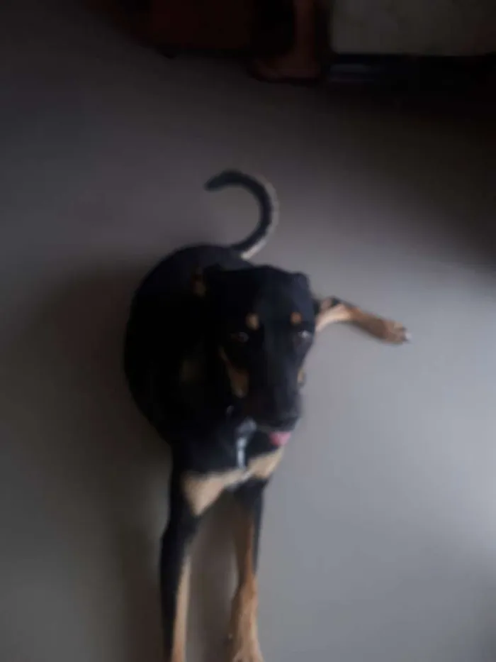 Cachorro raça Vira lata idade 2 anos nome Tasha