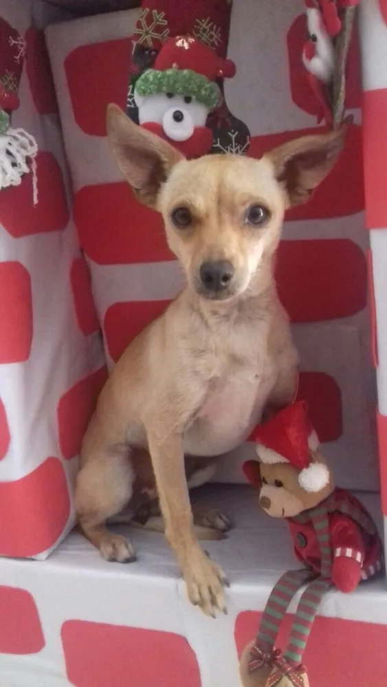 Cachorro ra a Pinscher  idade 7 a 11 meses nome Lilica