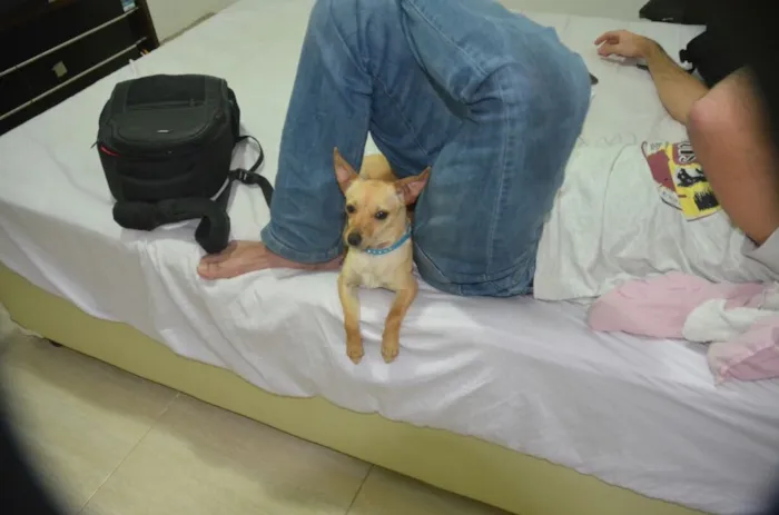 Cachorro ra a Pinscher  idade 7 a 11 meses nome Lilica