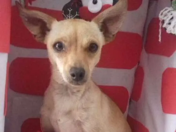Cachorro ra a Pinscher  idade 7 a 11 meses nome Lilica