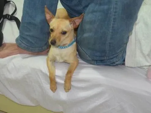Cachorro ra a Pinscher  idade 7 a 11 meses nome Lilica