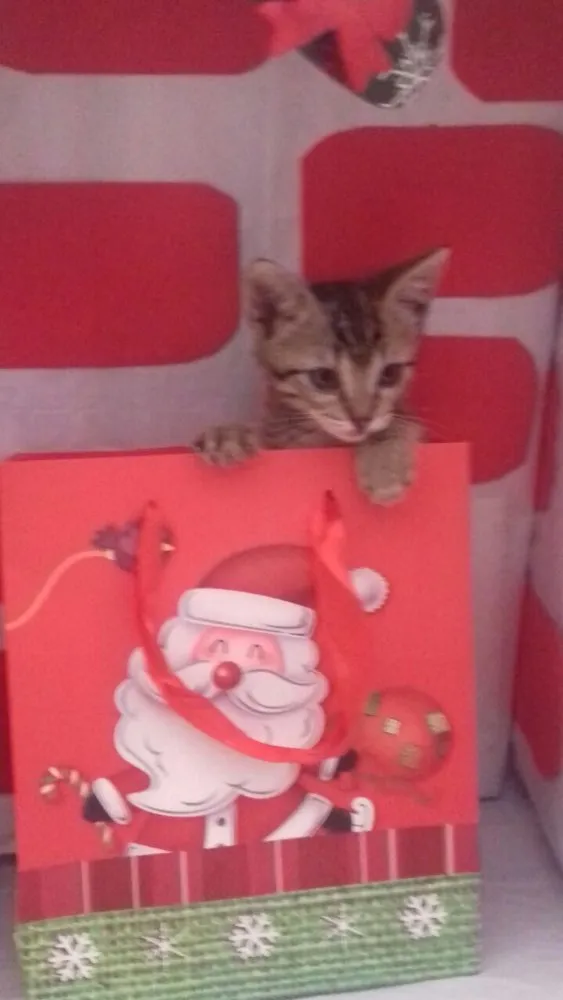 Gato ra a SRD idade 2 a 6 meses nome Filhotes 