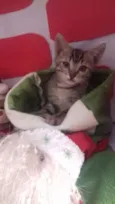 Filhotes 