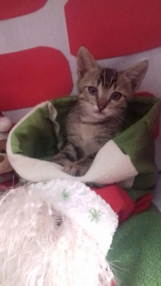 Gato ra a SRD idade 2 a 6 meses nome Filhotes 