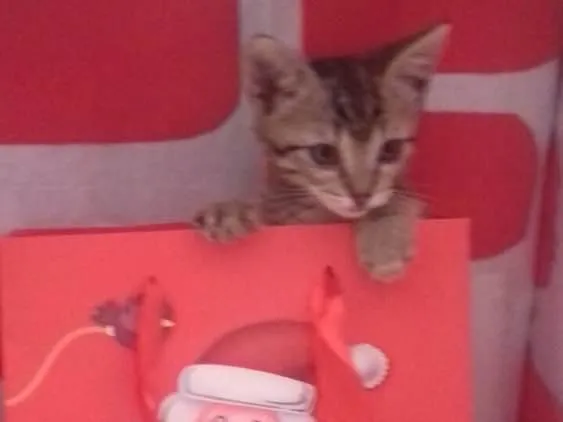 Gato ra a SRD idade 2 a 6 meses nome Filhotes 
