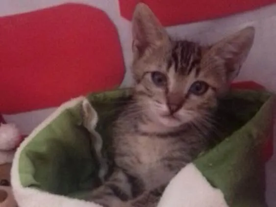 Gato ra a SRD idade 2 a 6 meses nome Filhotes 