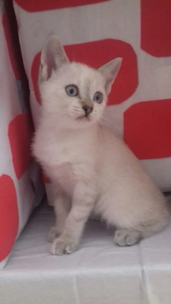 Gato ra a SRD idade 2 a 6 meses nome Filhotes 