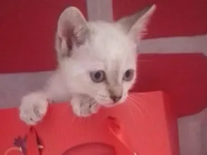 Gato raça SRD idade 2 a 6 meses nome Filhotes 