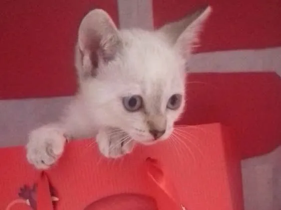 Gato ra a SRD idade 2 a 6 meses nome Filhotes 
