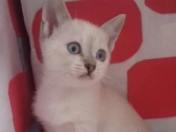 Gato ra a SRD idade 2 a 6 meses nome Filhotes 