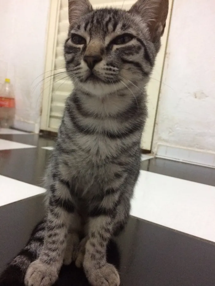 Gato raça  idade 2 a 6 meses nome Lindão e Pretinha