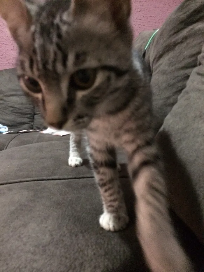 Gato raça  idade 2 a 6 meses nome Lindão e Pretinha