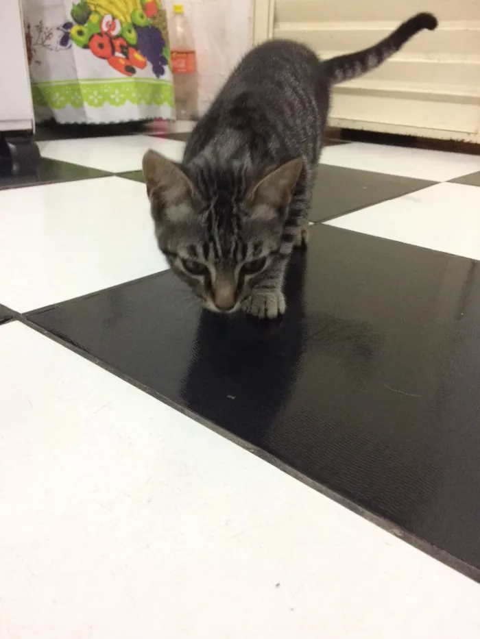 Gato raça  idade 2 a 6 meses nome Lindão e Pretinha