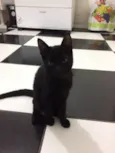 Lindão e Pretinha