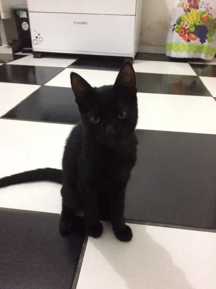 Gato raça  idade 2 a 6 meses nome Lindão e Pretinha
