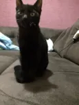 Lindão e Pretinha