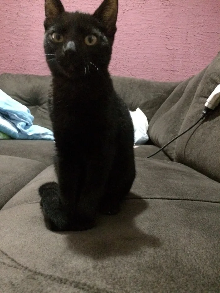 Gato raça  idade 2 a 6 meses nome Lindão e Pretinha