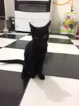 Lindão e Pretinha