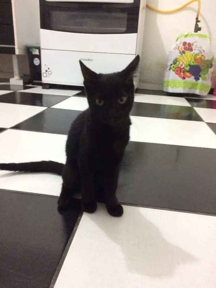 Gato raça  idade 2 a 6 meses nome Lindão e Pretinha