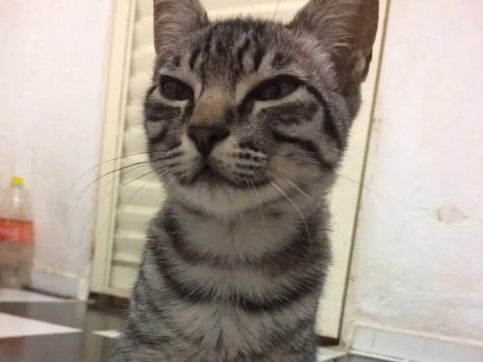 Gato raça  idade 2 a 6 meses nome Lindão e Pretinha