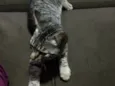 Lindão e Pretinha