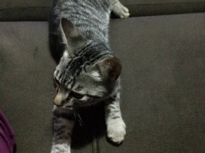 Gato raça  idade 2 a 6 meses nome Lindão e Pretinha