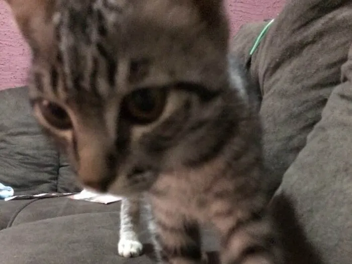 Gato raça  idade 2 a 6 meses nome Lindão e Pretinha