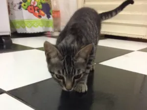 Gato raça  idade 2 a 6 meses nome Lindão e Pretinha