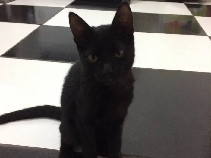 Gato raça  idade 2 a 6 meses nome Lindão e Pretinha