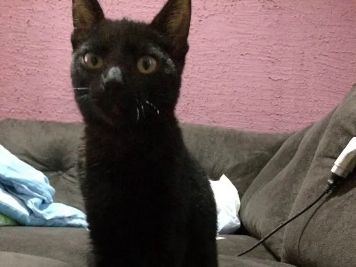 Gato raça  idade 2 a 6 meses nome Lindão e Pretinha